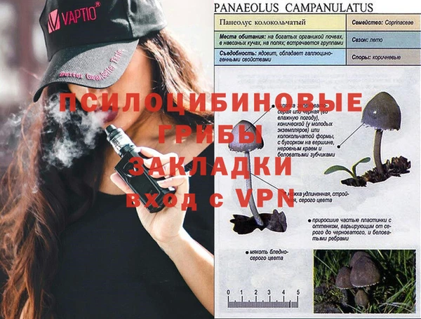 прущие грибы Абинск